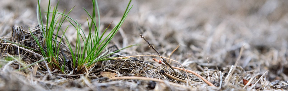 Understanding Lawn Health: Why is My Grass Turning Brown?