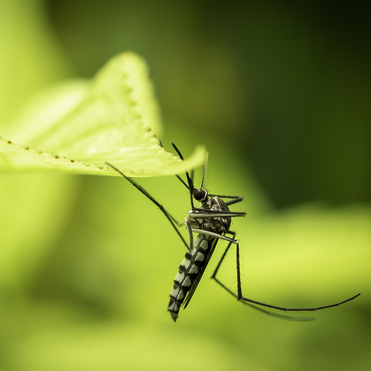 Marketing your mosquito control business.