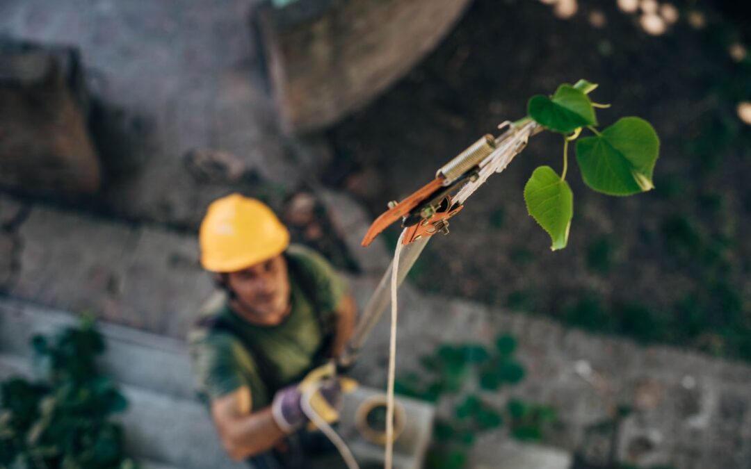 How to Start a Tree Service Business in 10 Steps: The Ultimate Guide