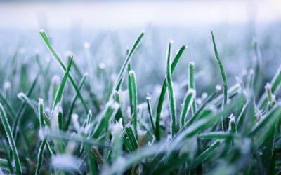 7 Things Your Lawn Care Business Can Do In The Winter