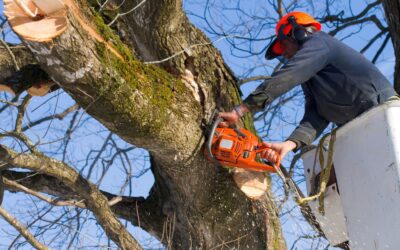 Tree Service Leads: 20 Ways to Attract Potential Customers